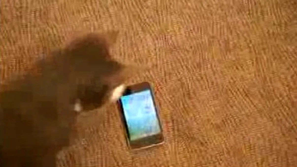 Pisica Meesha = iPod killer