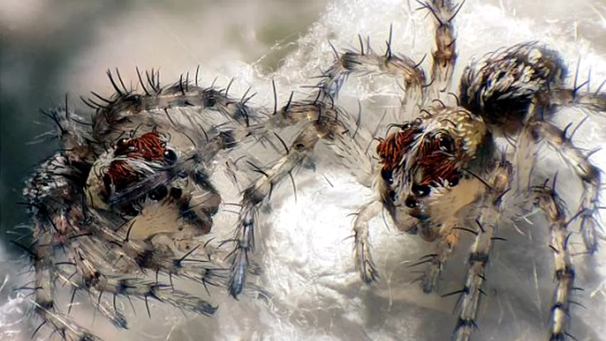 Un nou concurs de fotografii spectaculoase organizat de Nikon ajunge la final