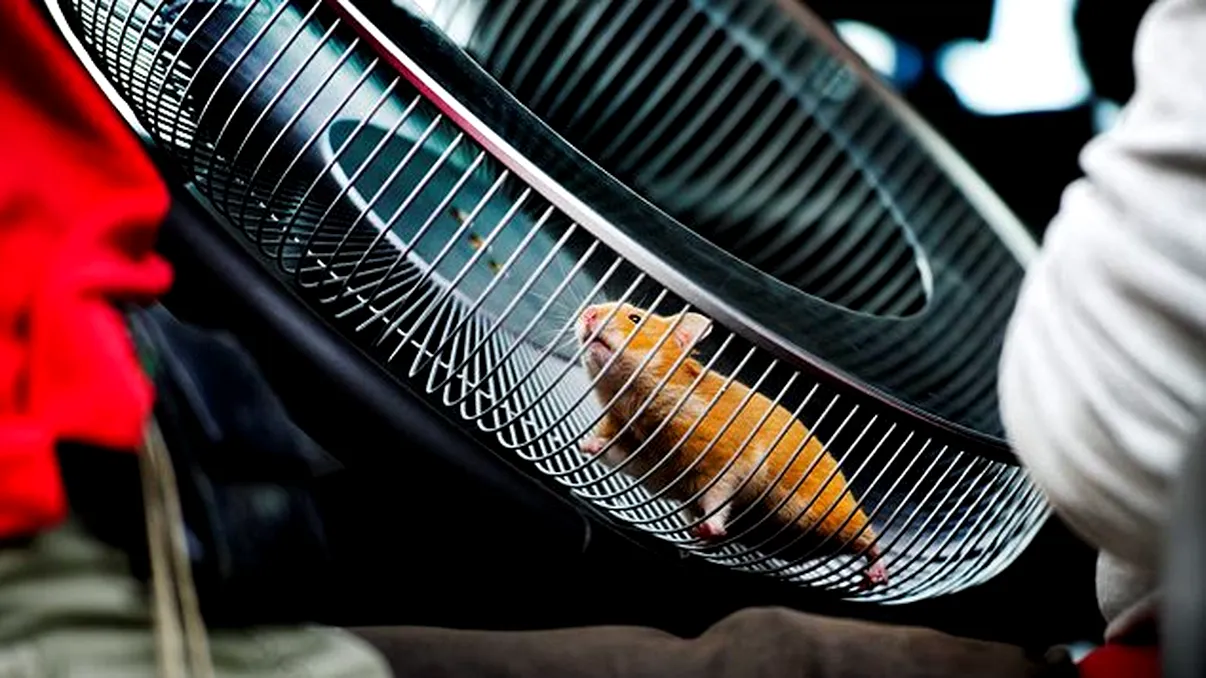 Volvo lasa un hamster sa conduca un camion - Dynamic Steering [+VIDEO]