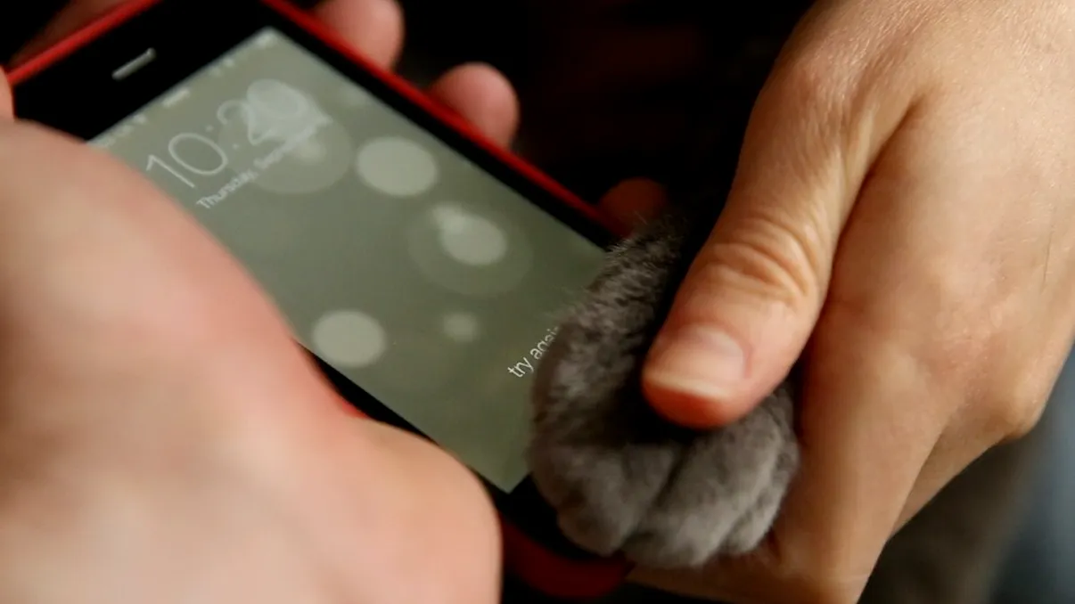 Cum poate o pisica sa deblocheze un iPhone 5S prin TouchID? [VIDEO]