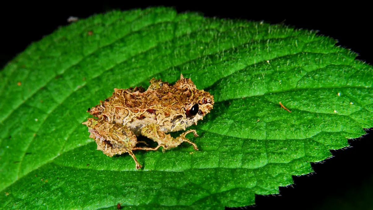 Scenariu demn de X-Men: broscuța care  își poate schimba forma