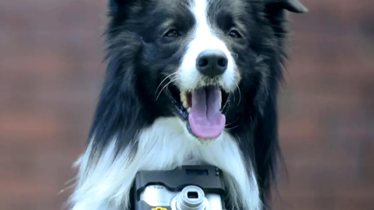 Cum se va transforma câinele tău în fotograf [FOTO]