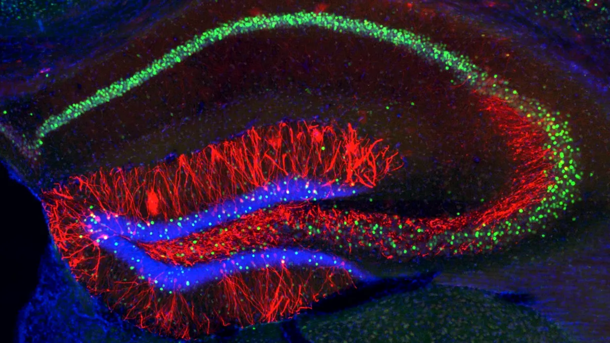 Cum îți vei putea recupera amintirile cu ajutorul luminii