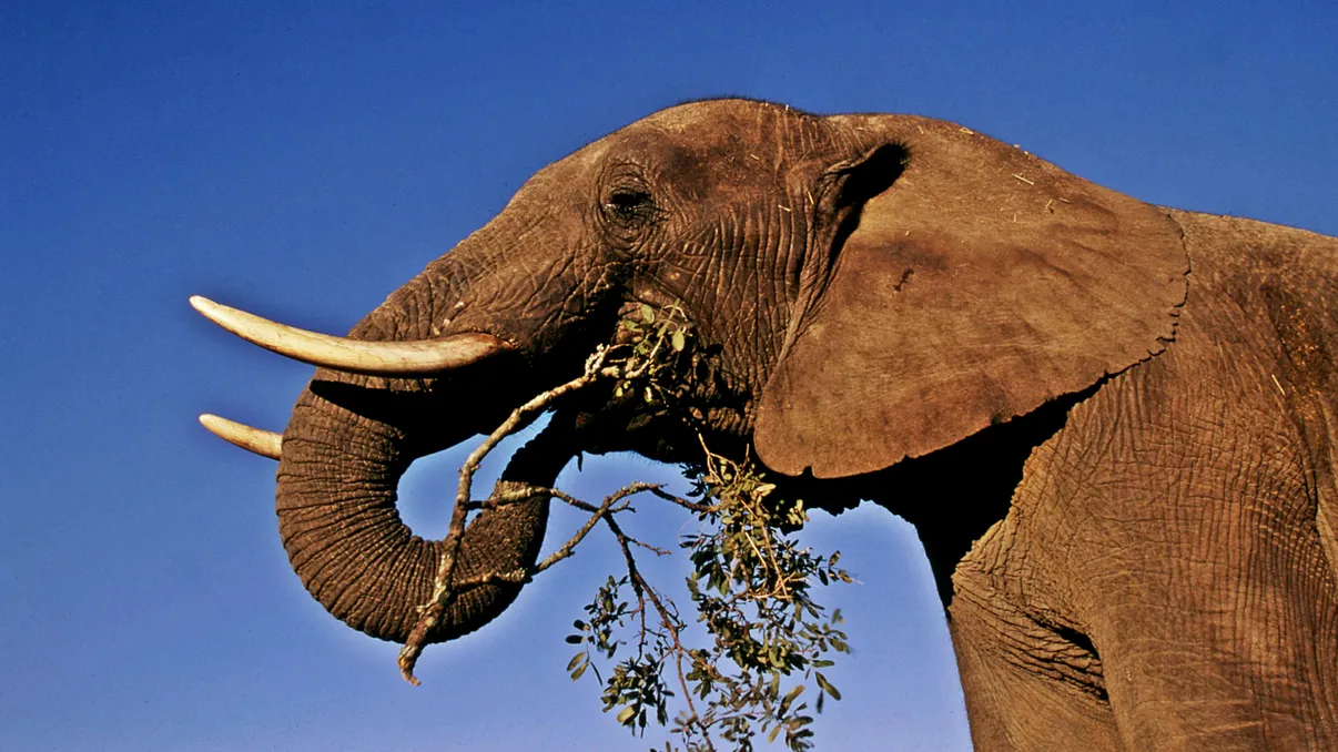 Descoperire majoră în România: strămoșul elefantului a trăit pe teritoriul județului Vaslui