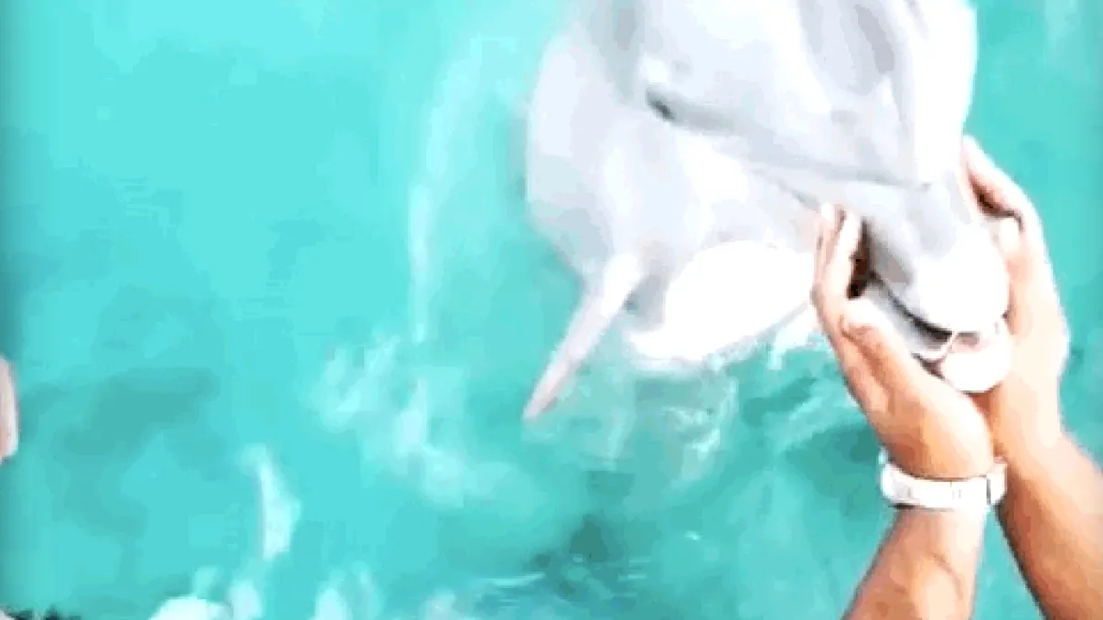 Un delfin i-a salvat iPhone-ul scăpat în oceanul Atlantic