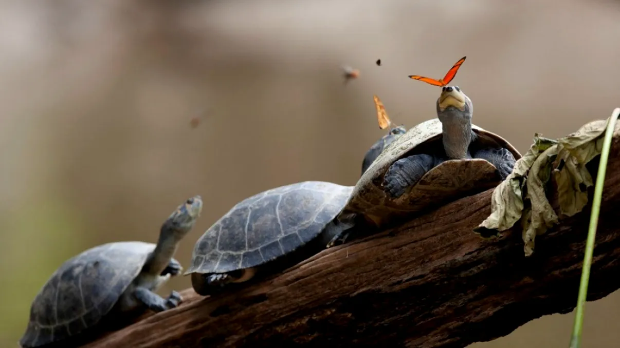 Aceste cadre îți arată că nu îți trebuie Photoshop pentru poze impresionante