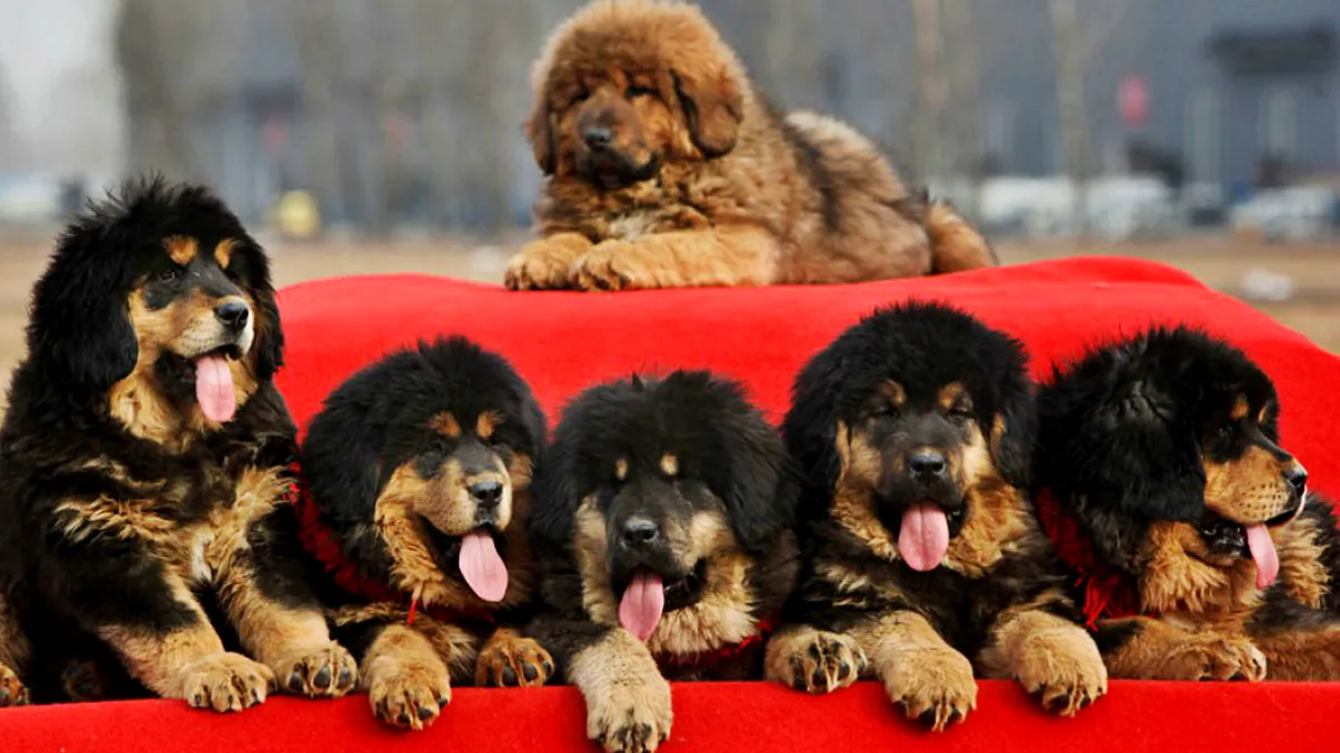 Chinezii deschid cea mai mare fabrică de clonare din lume