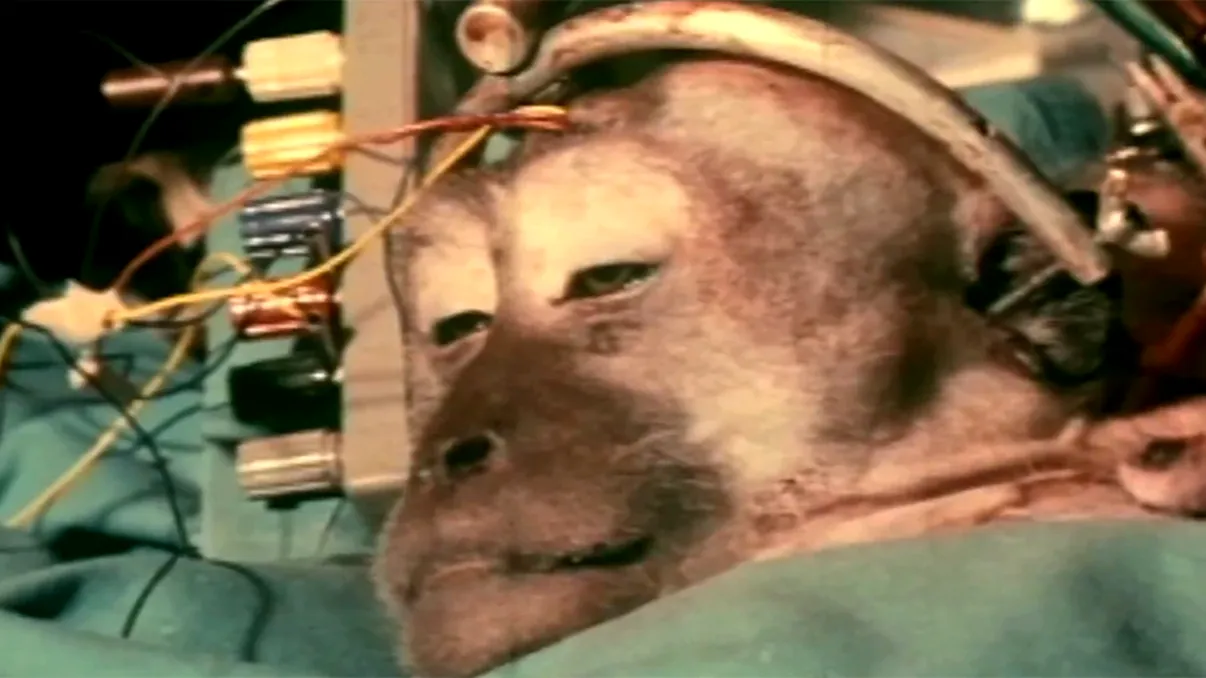 Transplantul de cap, din Frankenstein în realitate: un chirurg a reușit tehnica pe o maimuță