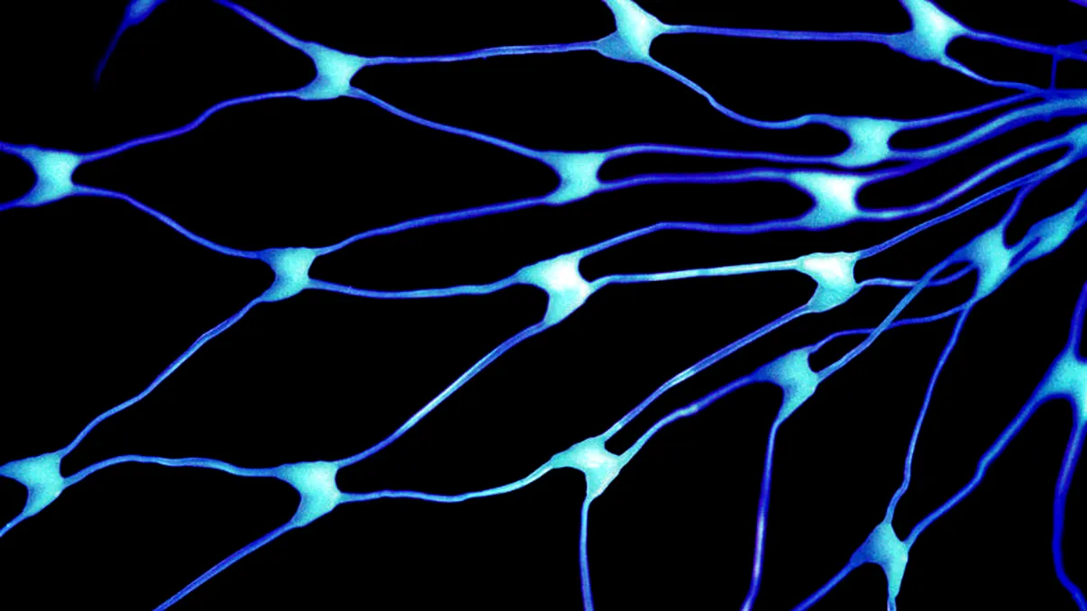 Creierul uman va fi simulat de acest cip dedicat telefoanelor mobile