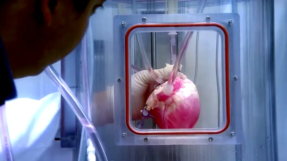 Cercetătorii ar putea să creeze inimi folosind celule din piele