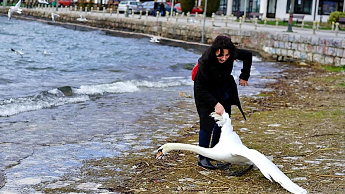 A sacrificat o lebădă pentru un selfie