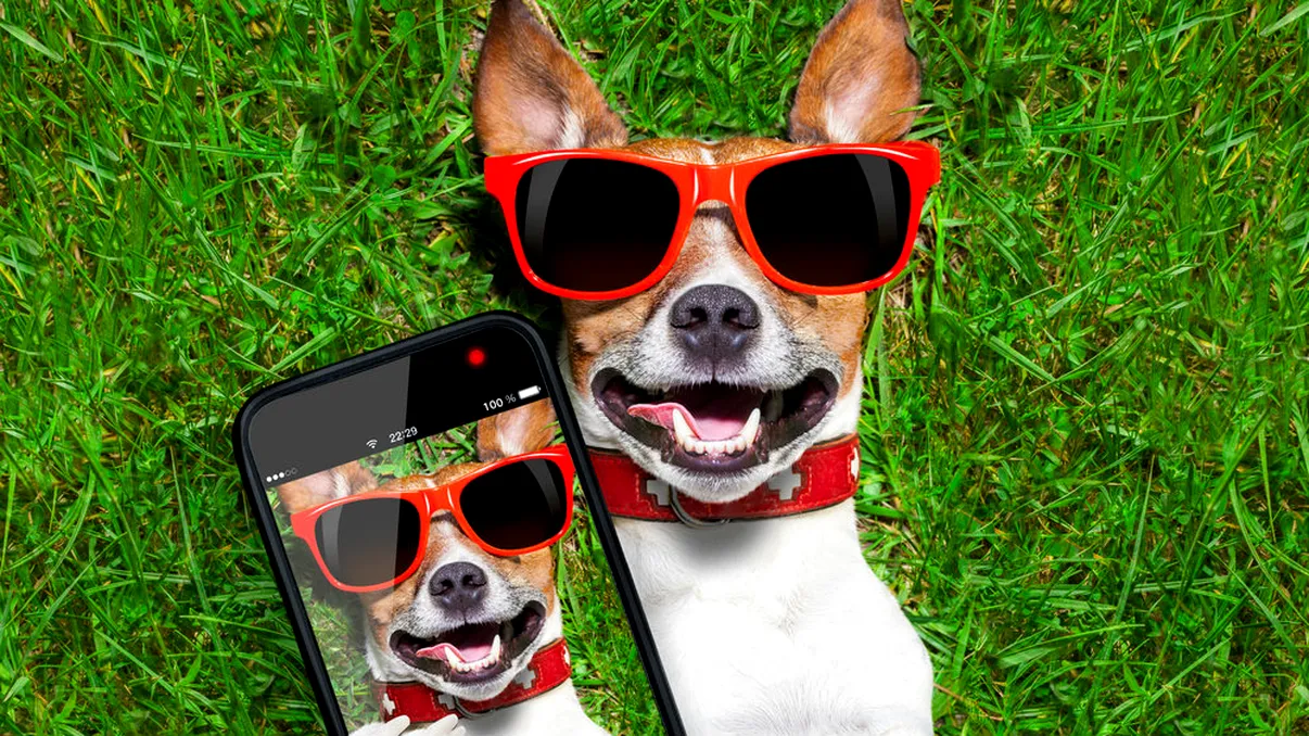 Această aplicație te face un stăpân mai bun pentru câinele tău