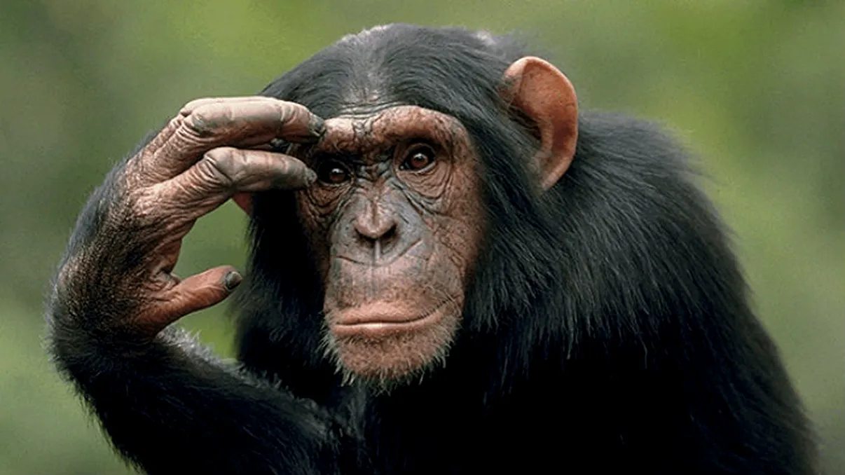 Maimuțele își dau seama când cineva nu are dreptate