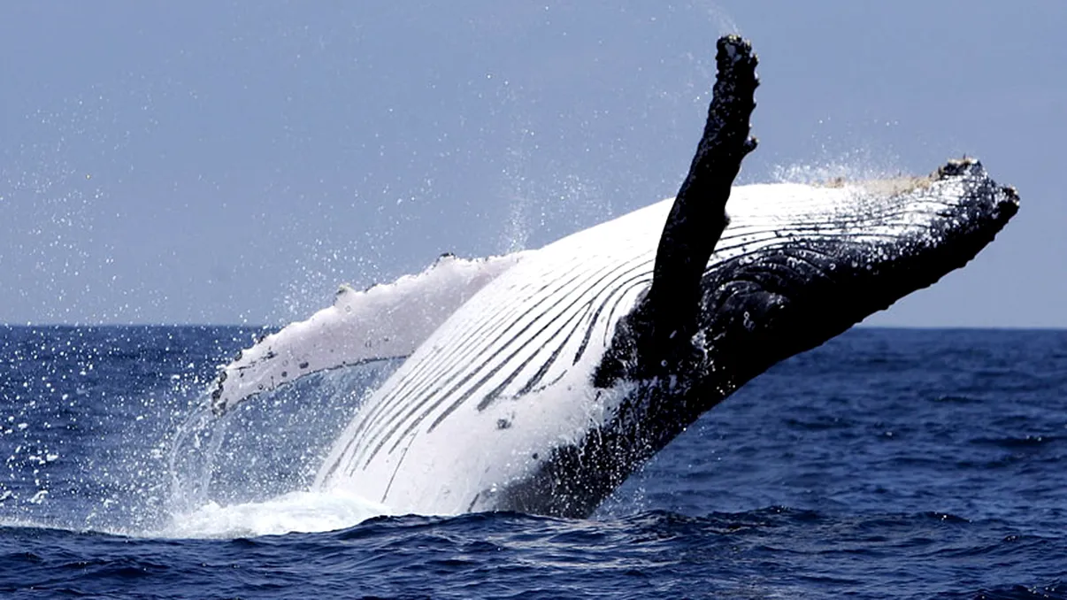 Cântecele balenelor ar putea avea rol de GPS submarin
