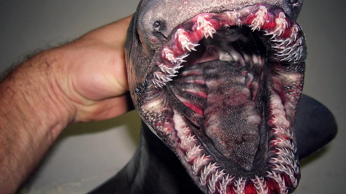 Un pescar rus dezvăluie ce pești exotici se ascund în adâncul oceanelor [GALERIE]