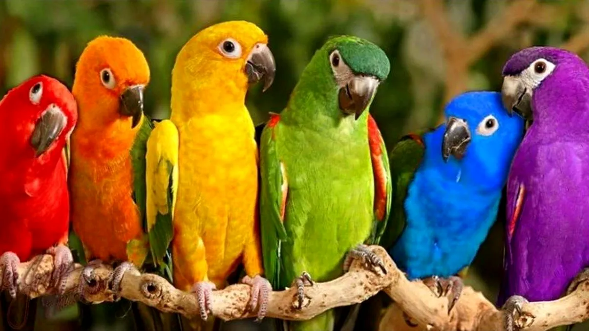 Această aplicație poate identifica specii de păsări cu ajutorul unei simple fotografii