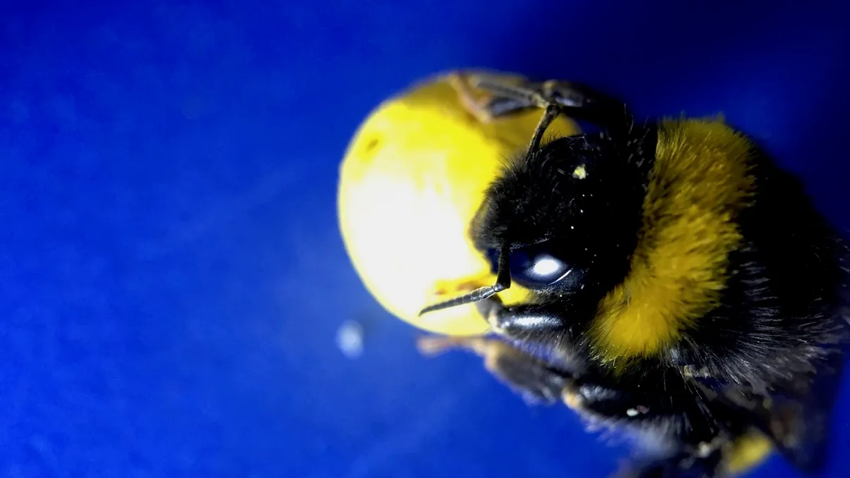 Bondarii pot fi antrenați să joace fotbal [VIDEO]