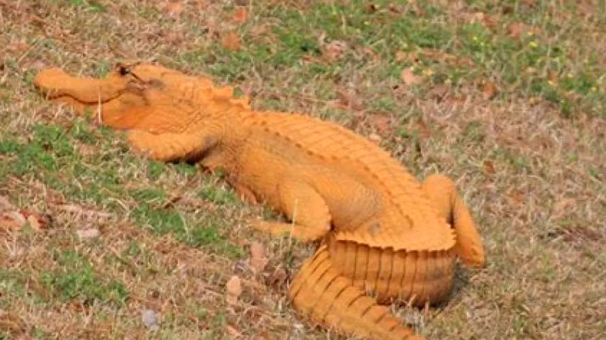 Trumpgator, o nouă specie de aligator, este recomandat ca „a opta minune a lumii”