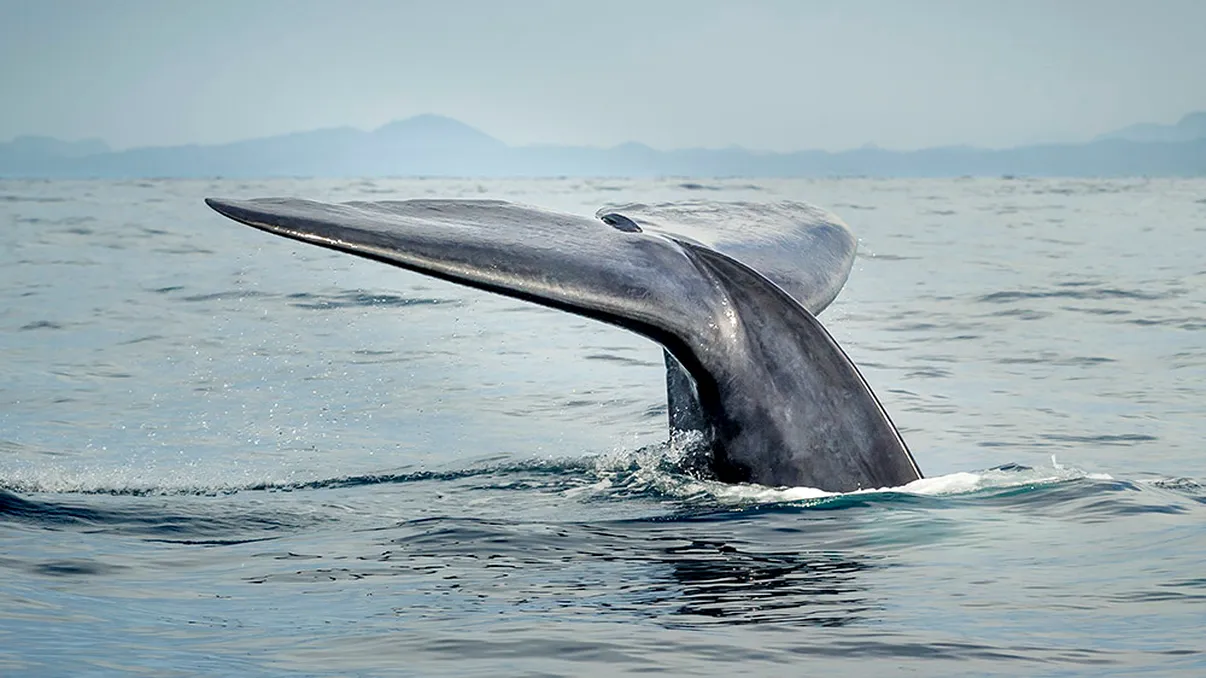 Jocul „Balena Albastră“ îi provoacă pe tineri să se sinucidă