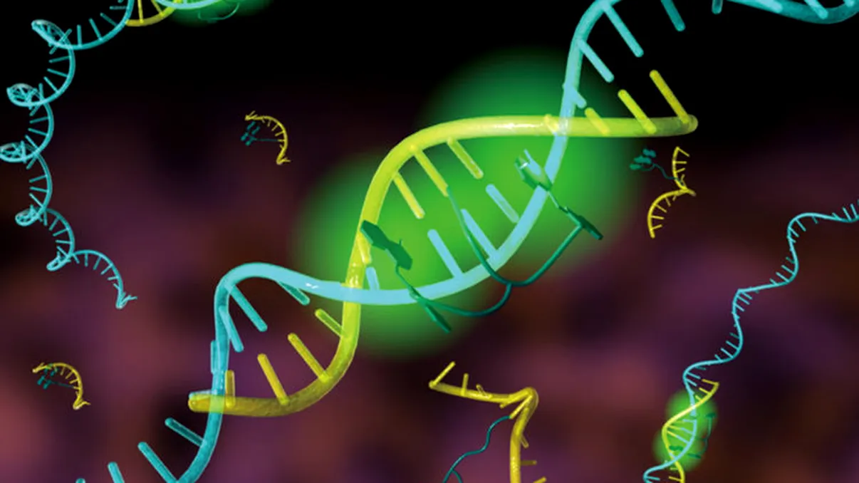 Cercetătorii reprogramează celulele umane asemenea unui calculator