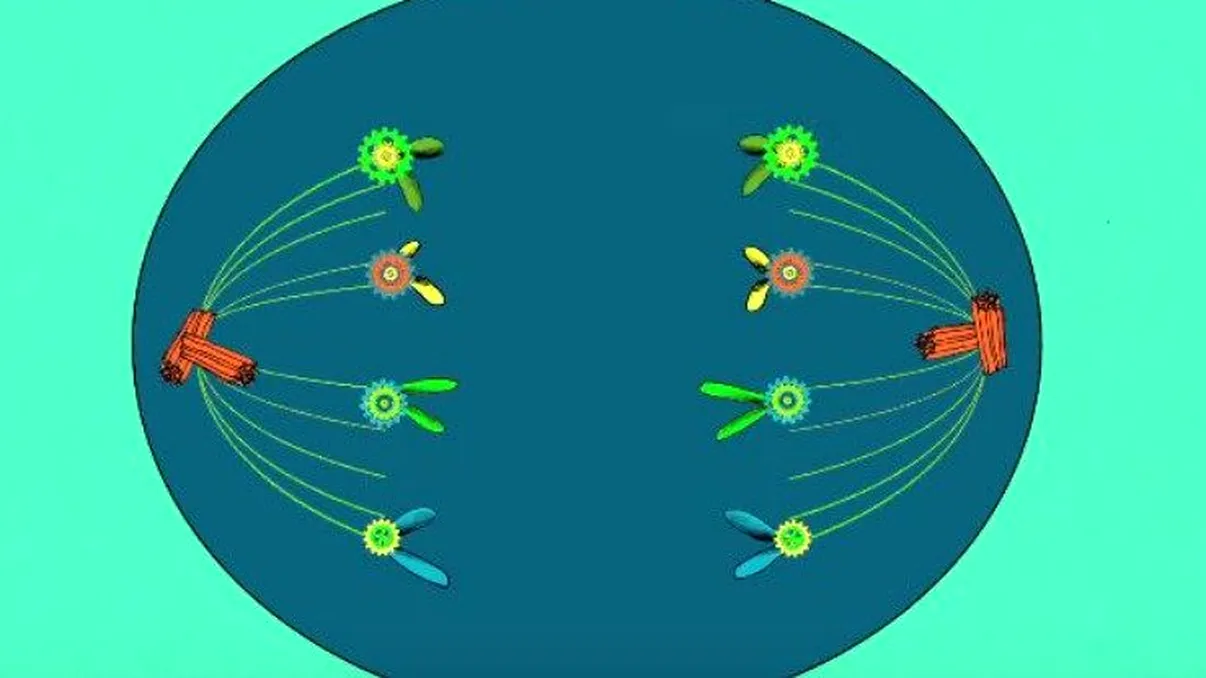 De ce îmbătrânim și cum putem împiedica înaintarea în vârstă