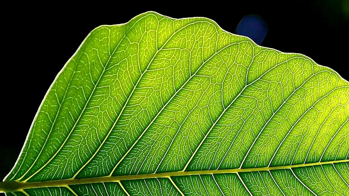 Structura frunzelor ar putea sta la baza unor baterii mai performante