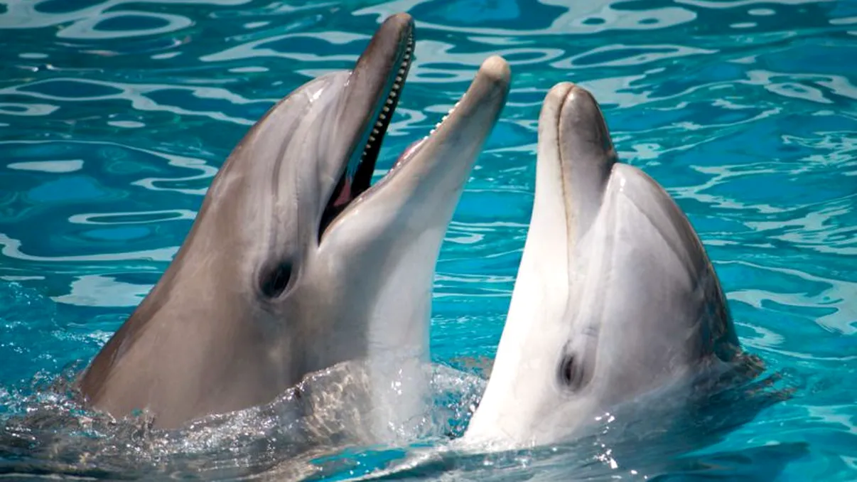 Inteligența artificială ne va permite să comunicăm cu delfinii în doar câțiva ani