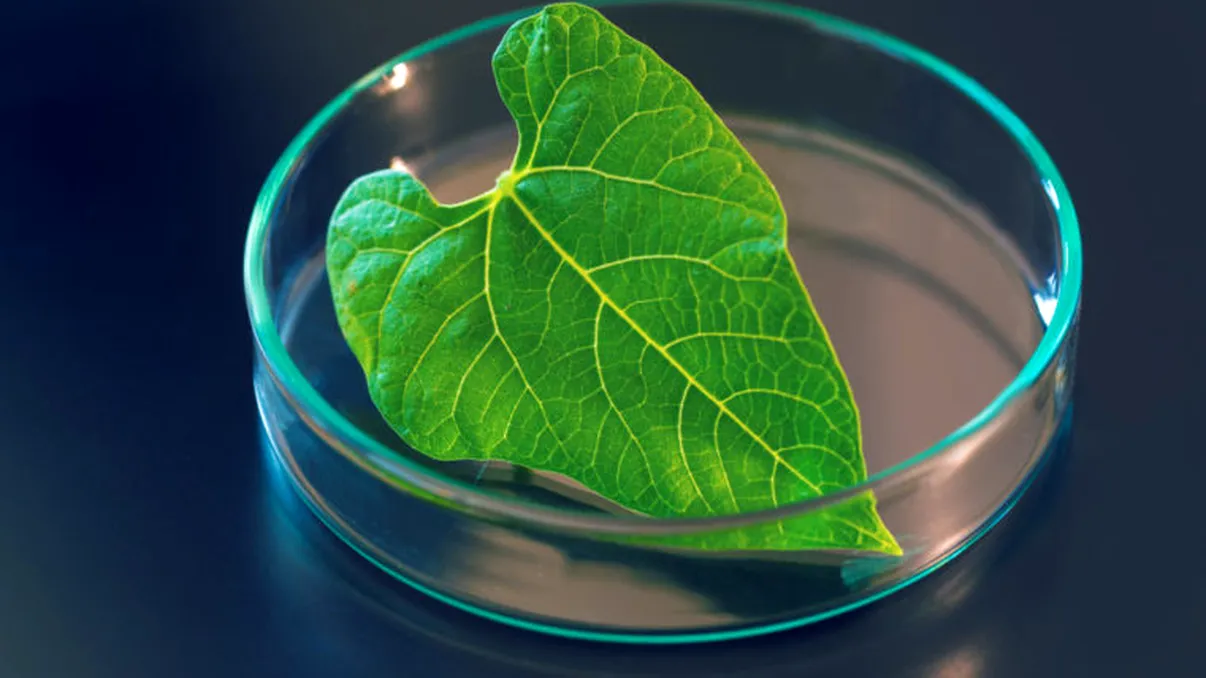 Înlocuitorul benzinei este mai ecologic și poate fi produs din plante