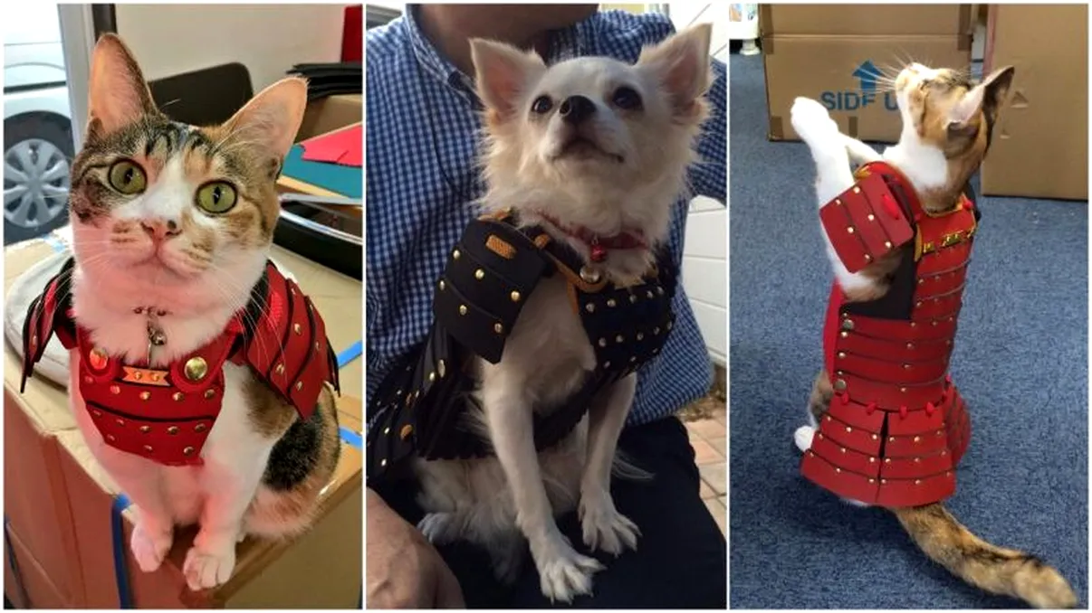 Japonezii îți îmbracă pisica sau câinele în armură de samurai