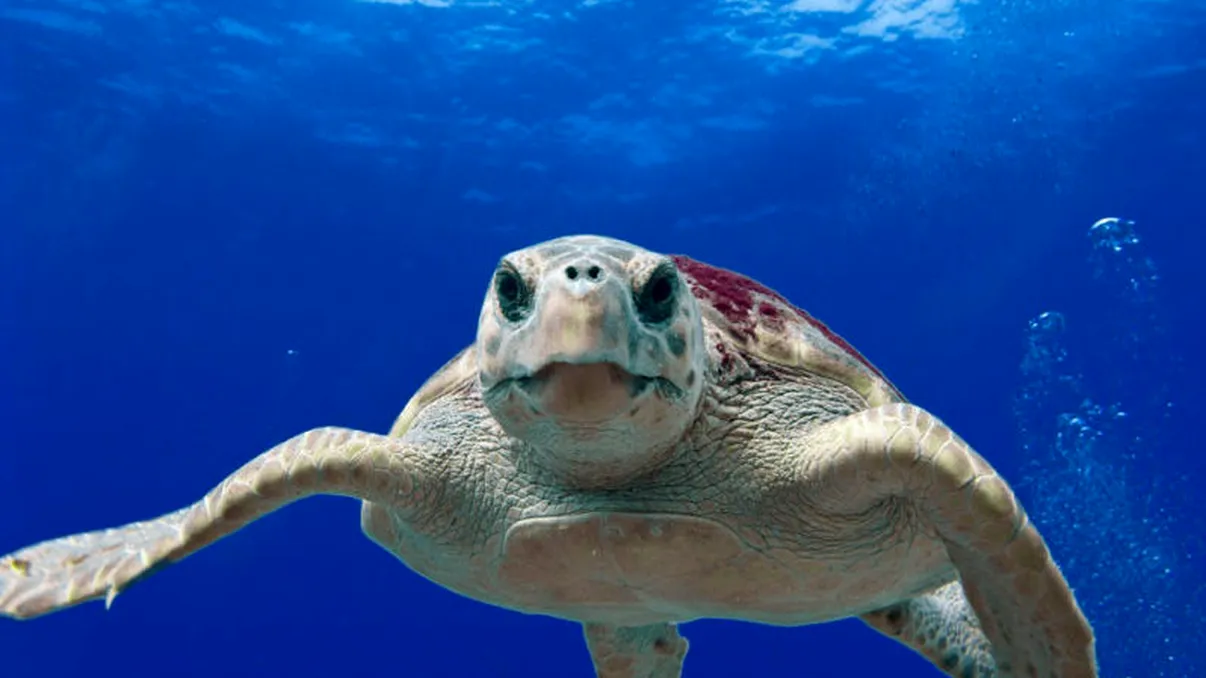 O treime din viața marină a fost distrusă în urma unei extincții de care nu aveam habar