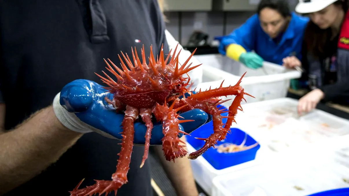 Unele dintre cele mai stranii vietăți au fost găsite în adâncul oceanului [FOTO]