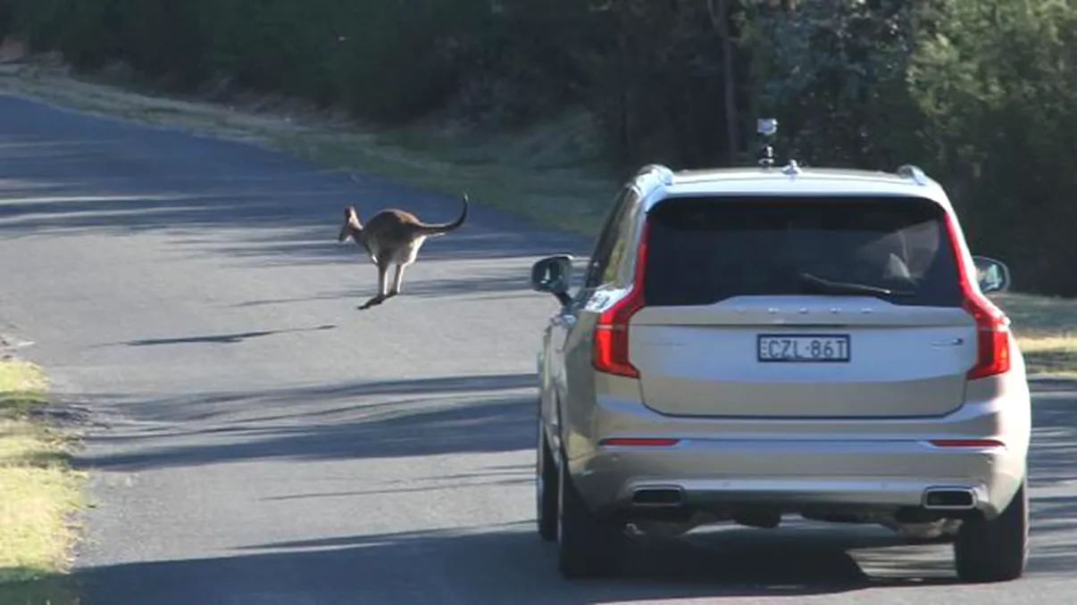 Mașinile autonome de la Volvo sunt derutate de... canguri