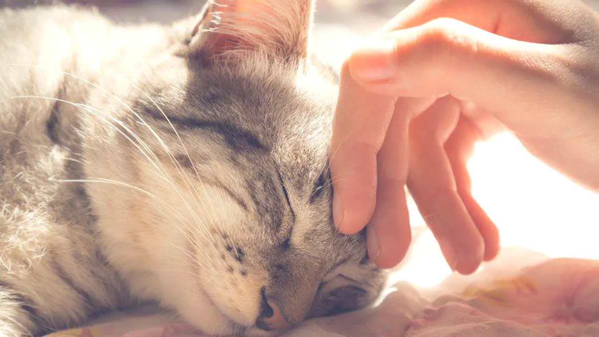 Cum torc pisicile și de ce fac asta