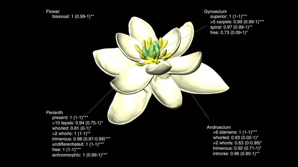 „Mama“ tuturor plantelor: prima floare de pe Pământ a fost hermafrodită