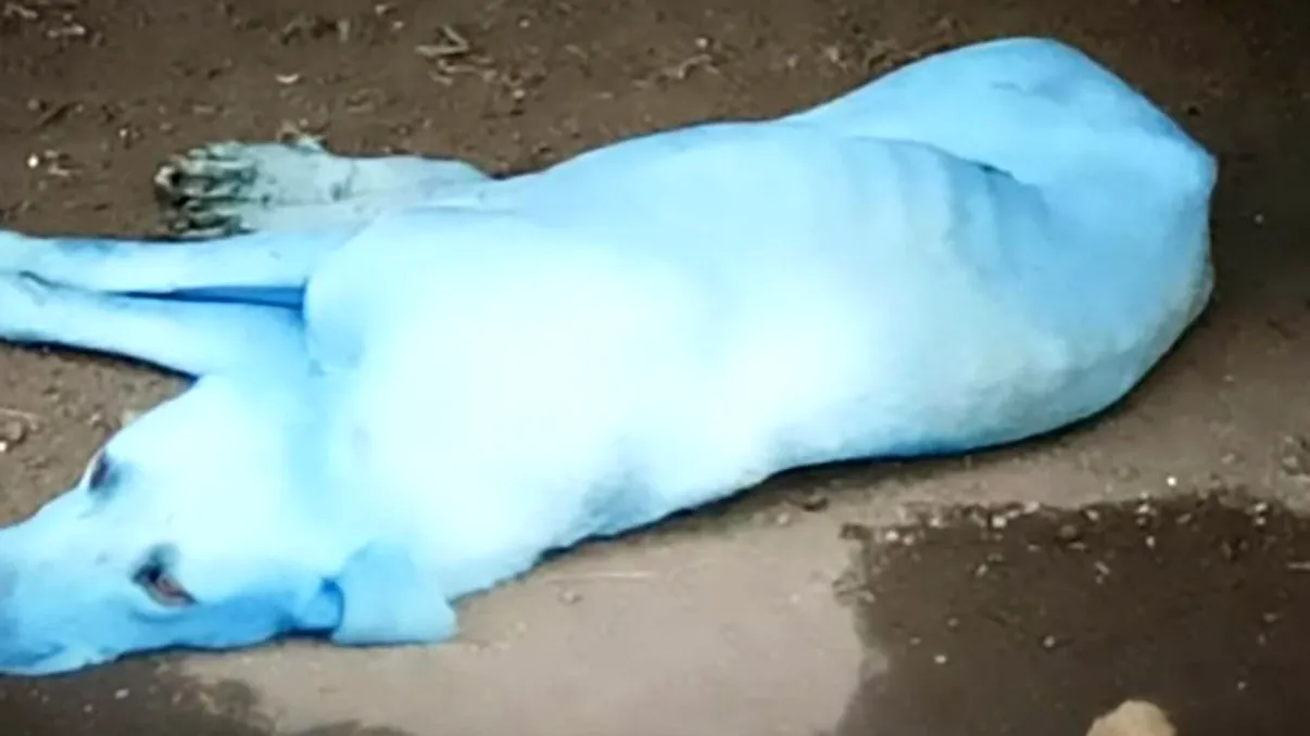 Fenomenul bizar care face câini albaștri are o explicație destul de banală