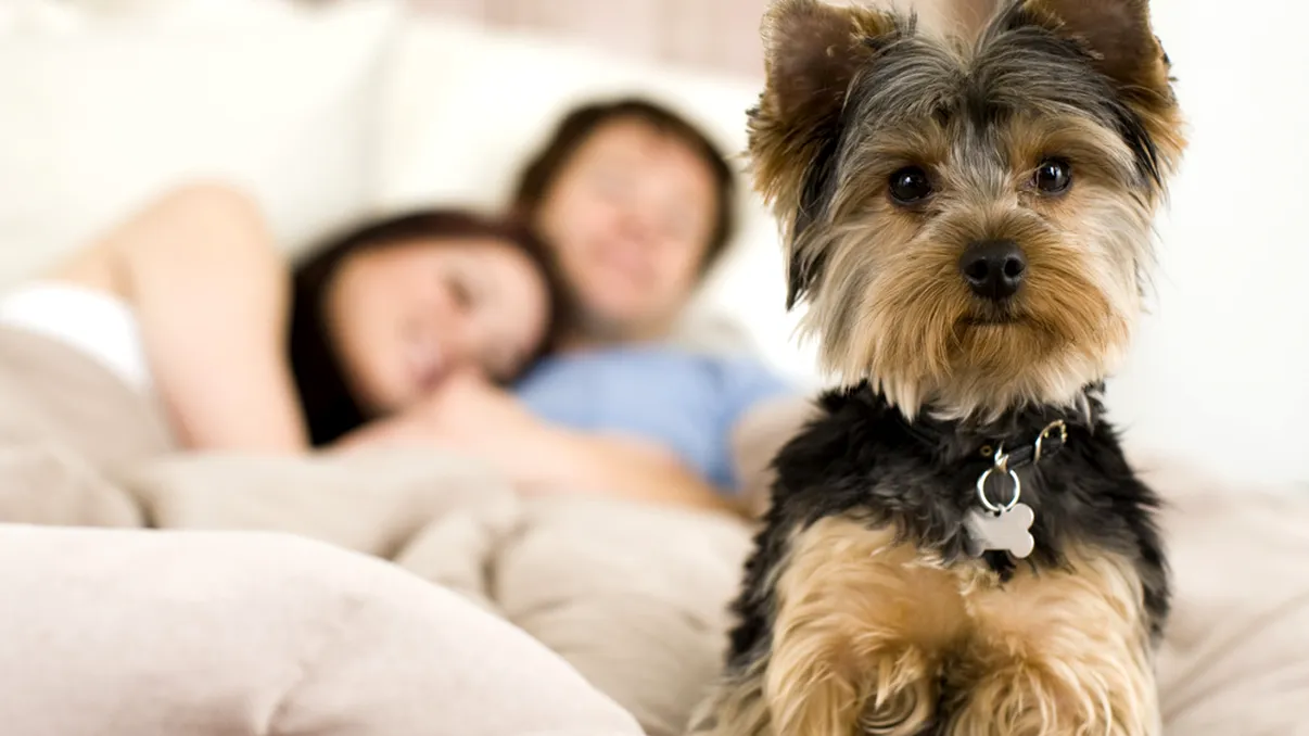 350 de cuvinte despre cei ce nu cuvântă: să dormi sau nu cu câinele în pat?