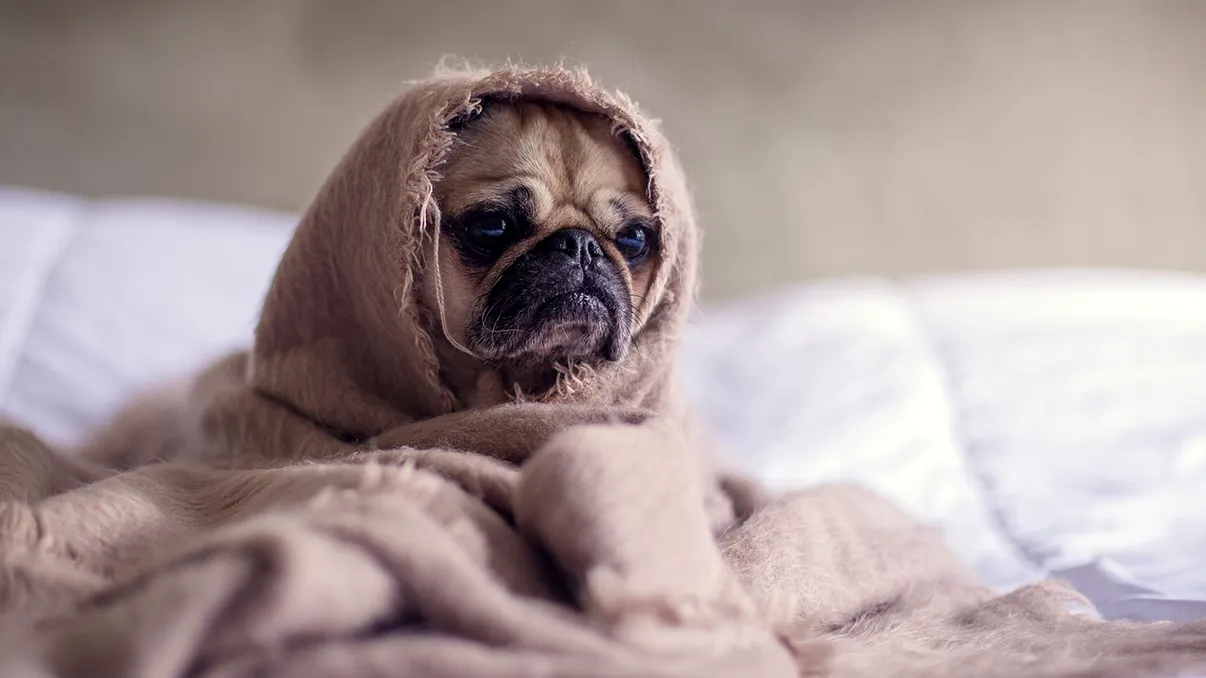 Cum îți dai seama că patrupedul tău are gripă canină