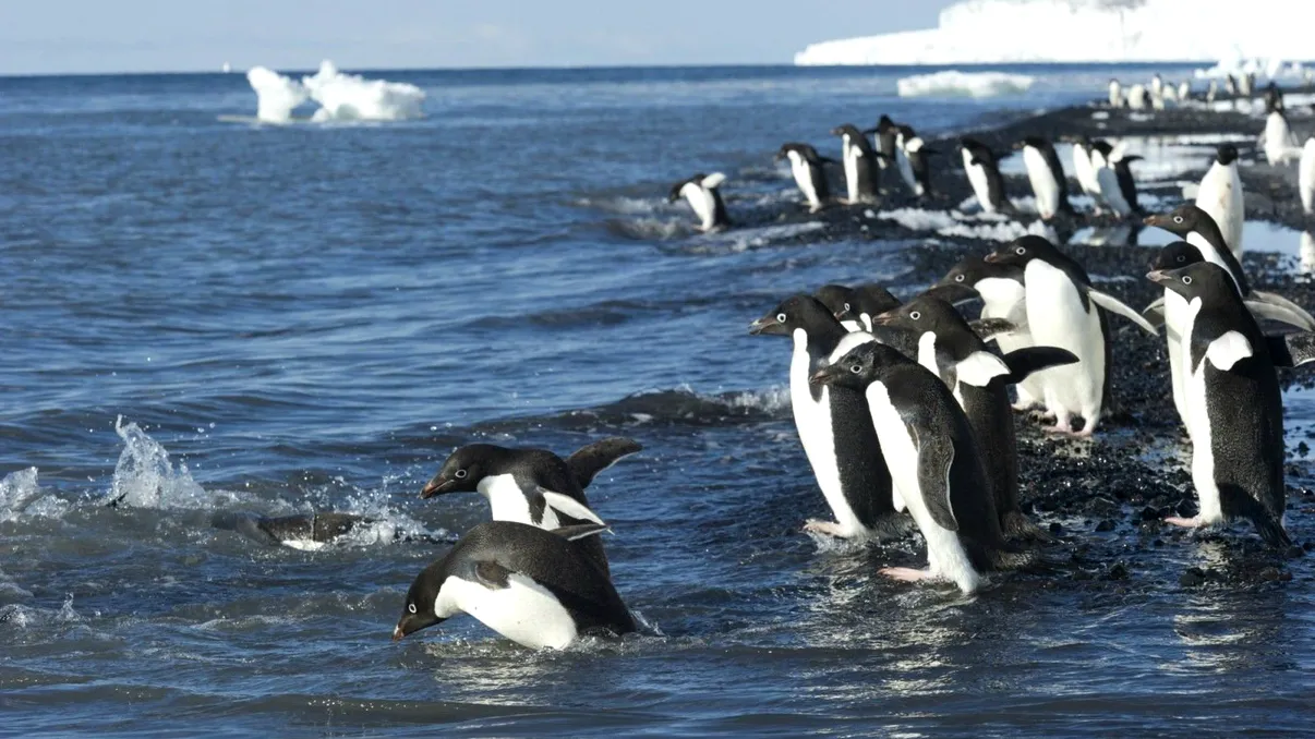 O super-colonie de pinguini a fost descoperită în Antarctica