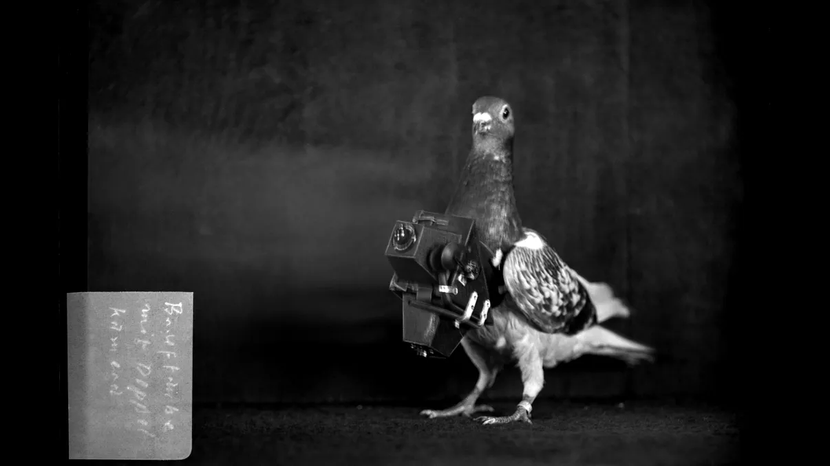 Camera foto atașată de porumbei, invenția de care nu ai auzit până acum