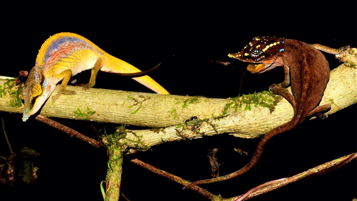 Descoperire spectaculoasă: cameleonii curcubeu cu nas de Pinocchio