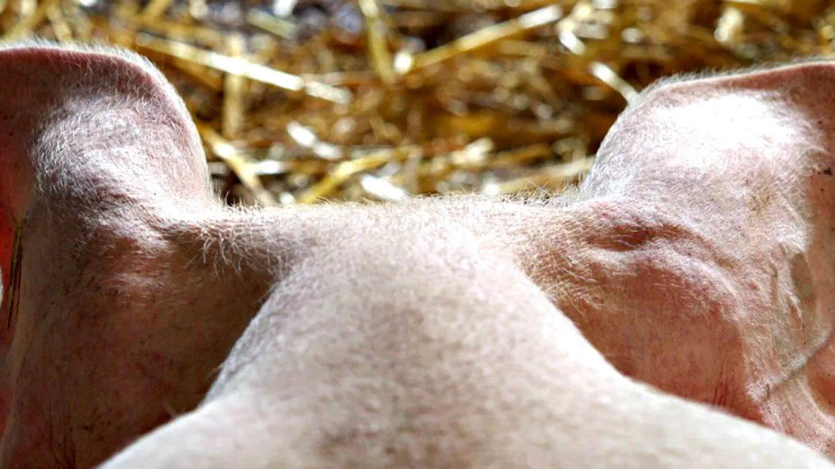 Cercetătorii au ținut în viață creiere de porci, deși i-au decapitat