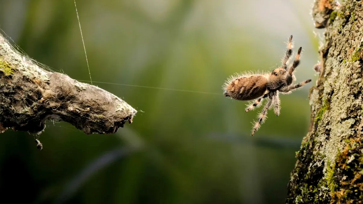 Studiul pe păianjeni care te-ar putea face să renunți definitiv la cafea