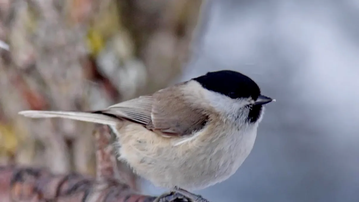 Un fapt bizar despre păsările mici: de ce le crește enorm temperatura