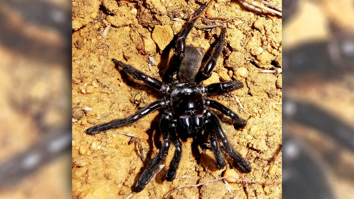 Cel mai bătrân păianjen a murit înțepat de o viespe, că uneori așa e viața