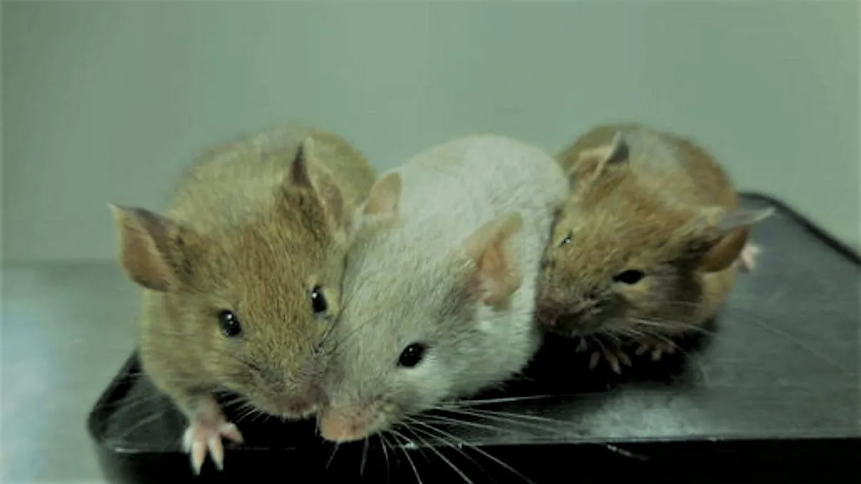 Descoperirea care ar putea opri sau încetini îmbătrânirea