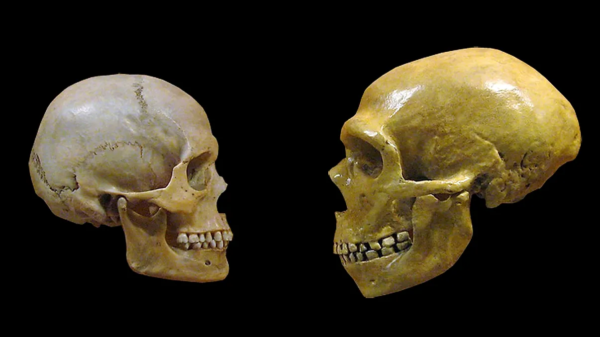 Cum îți dai seama dacă te tragi din neanderthalieni