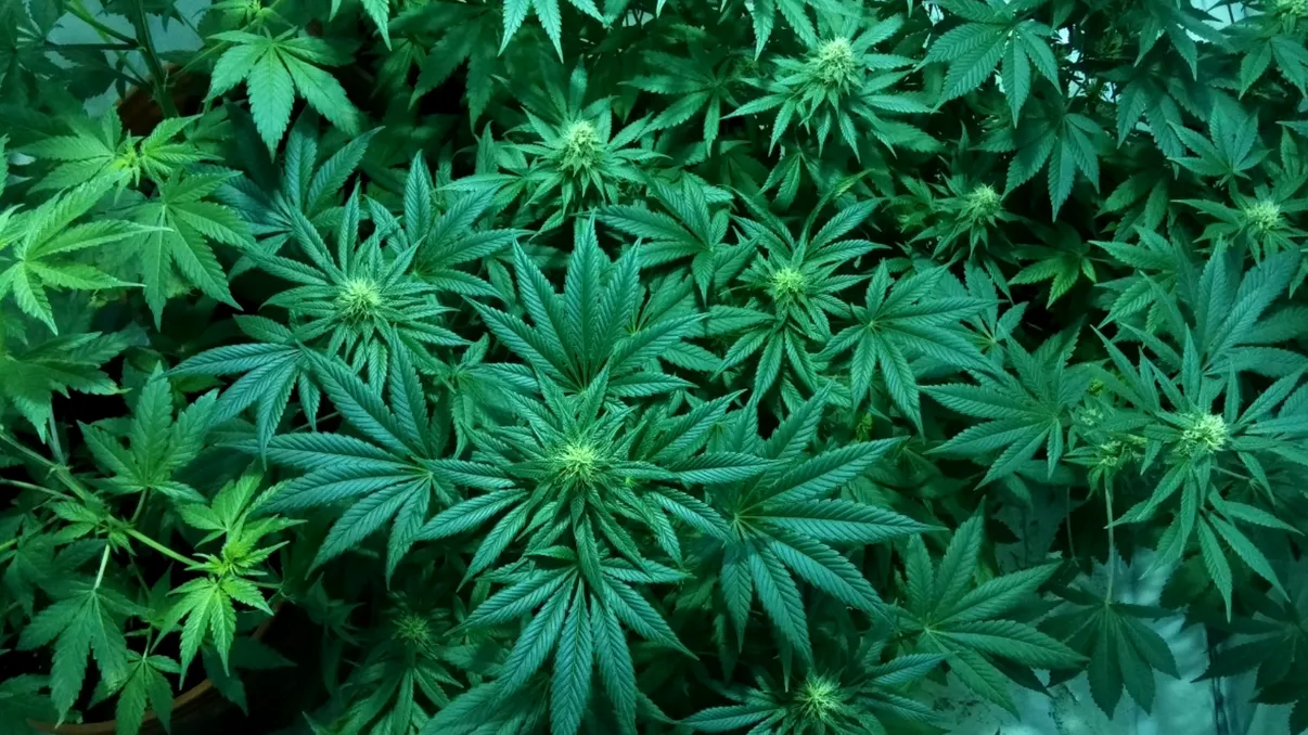 Efectul neașteptat pe care marijuana îl are asupra corpului bărbaților