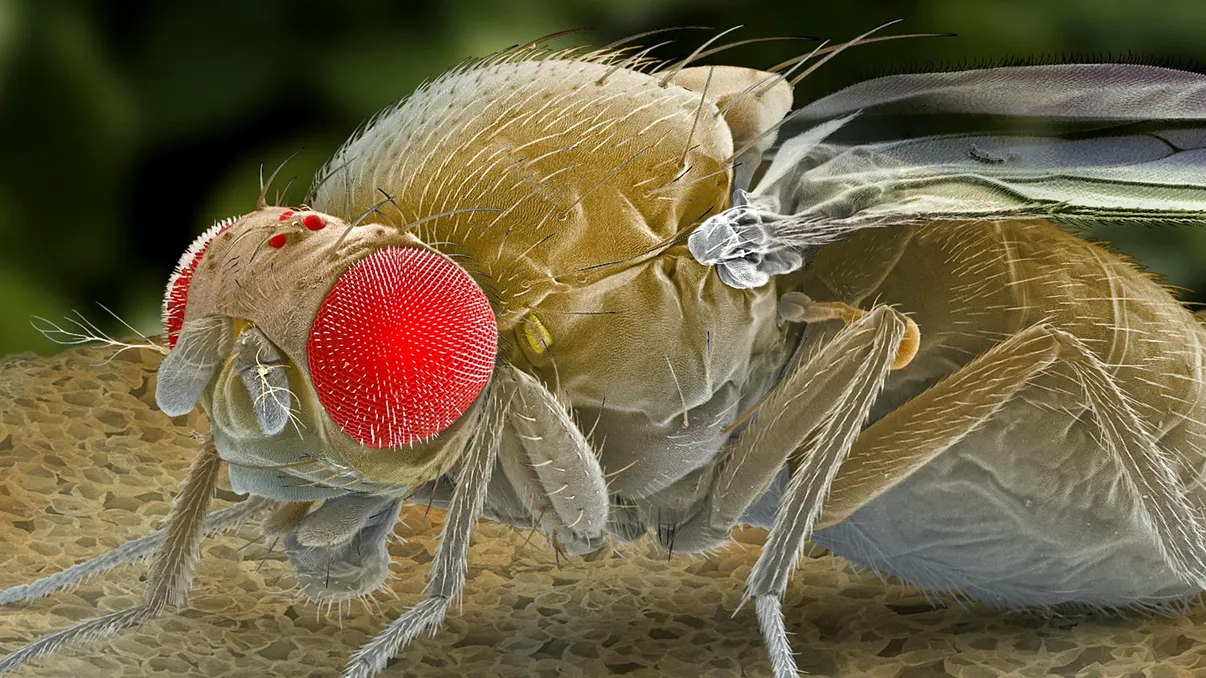 Cum ne ajută muștele să înțelegem legătura dintre boală și nevoia de somn