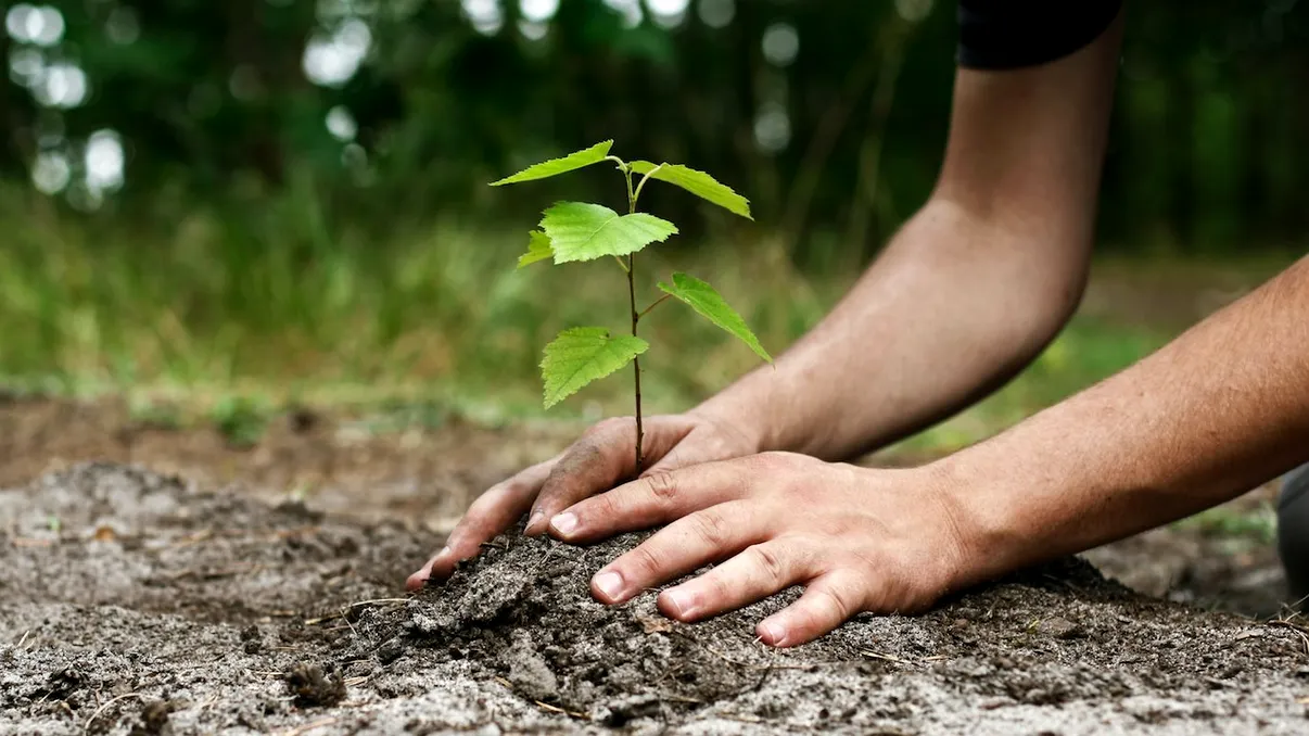 Pământul este mai verde ca acum 20 de ani, dar nu e neapărat de bine