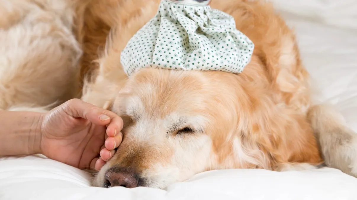 Cum îți dai seama că animăluțul tău trebuie să fie eutanasiat